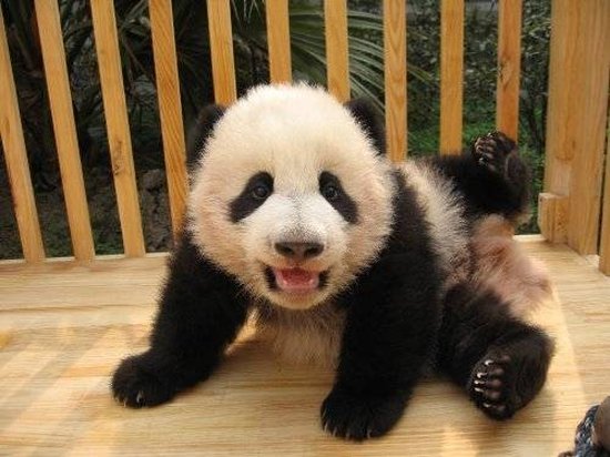 bebe+panda