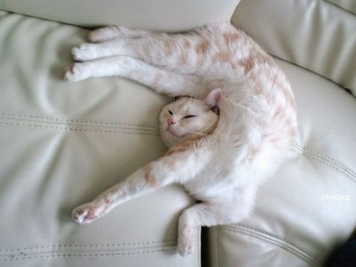 chat1