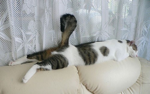 chat3