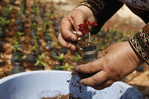tear-gas-flower-pots-palestine-2