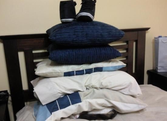 11chat-fou-royal-7654