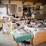 chats abandonnés