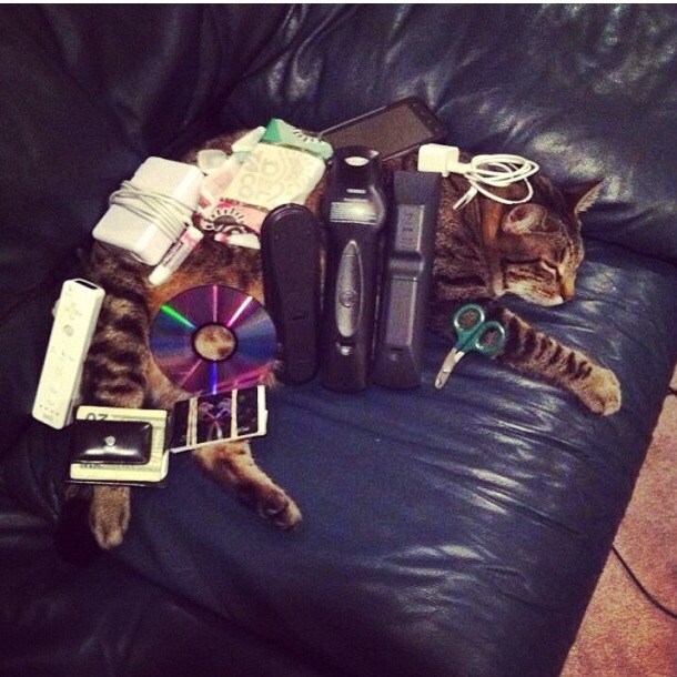 16chat-fou-royal-7654