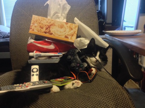 17chat-fou-royal-7654