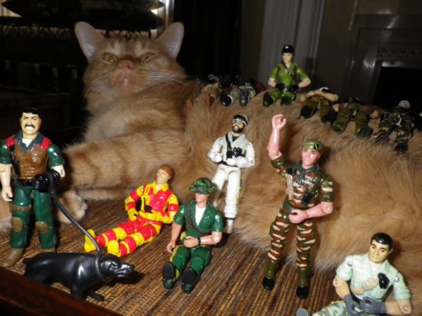 18chat-fou-royal-7654