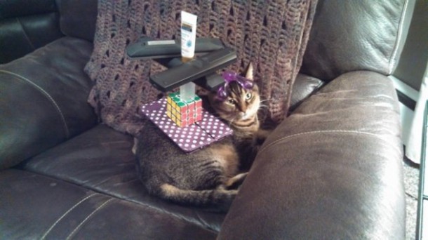 19chat-fou-royal-7654