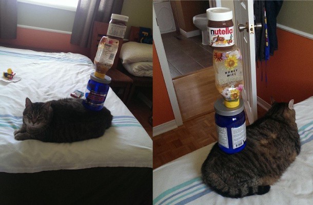 20chat-fou-royal-7654