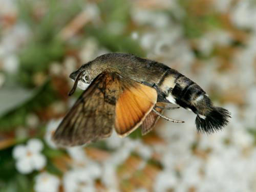 21-animaux-inhabituels-dont-vous-nauriez-jamais-soupconne-lexistence421