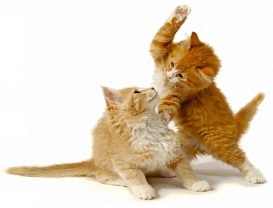 Video Incroyable Ces Chiens Tentent De Separer Deux Chats Qui Se Battent