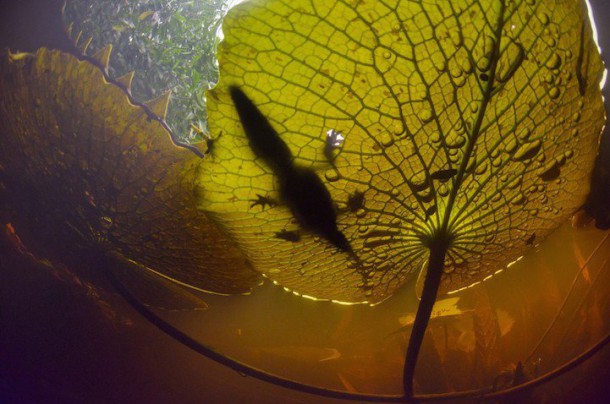 Animaux en captivité