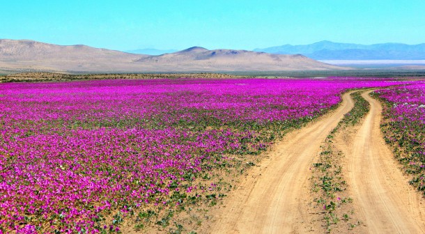 Désert d'Atacama, Chili
