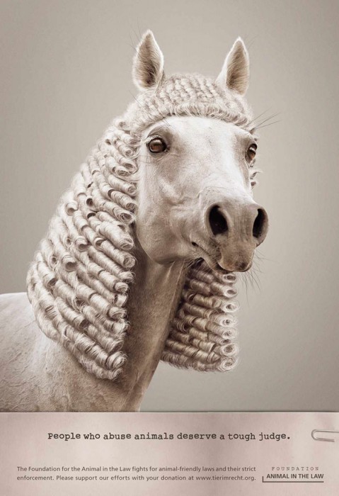 Les personnes qui abusent d'un animal méritent un juge sévère 2