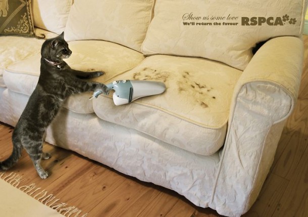 RSPCA Donnez nous un peu d'amour, nous derons de même