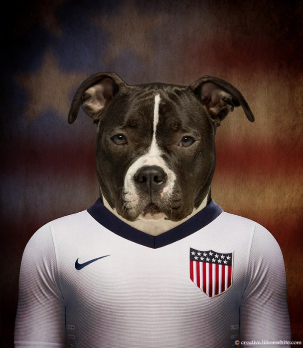 chiens-coupe-du-monde-2014-American-Staffordshire-Terrier