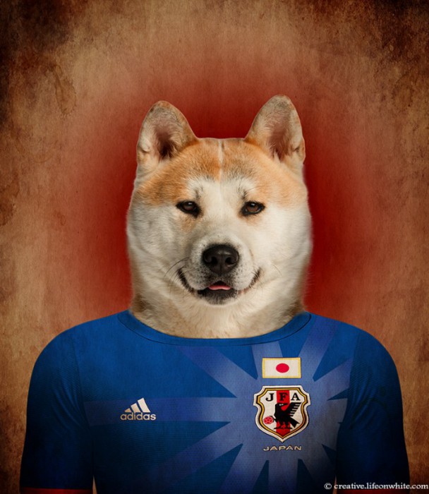 chiens-coupe-du-monde-2014-akita-inu
