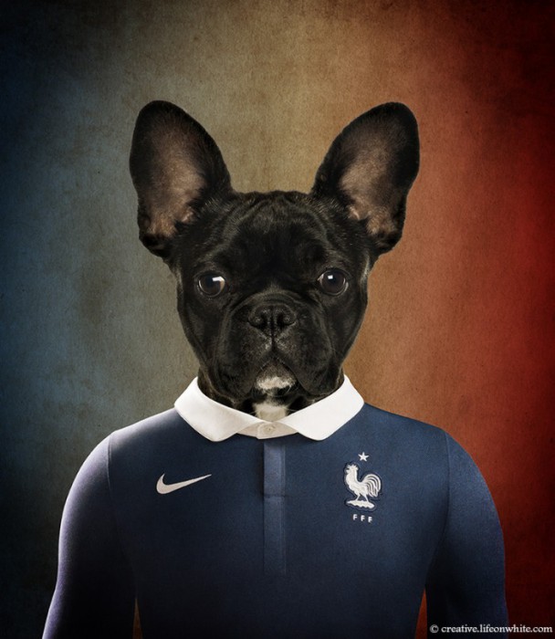 France : Bouledogue français