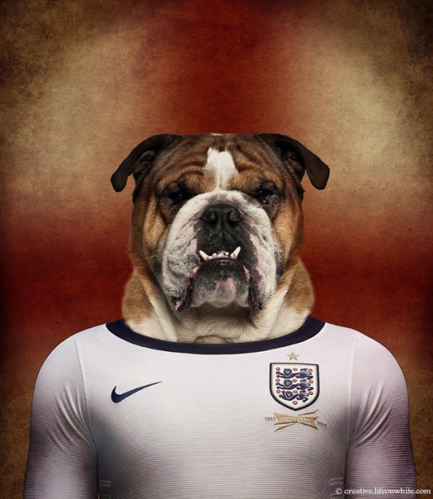 Angleterre : Bulldog anglais