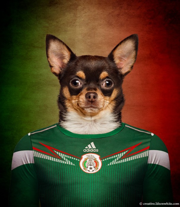 Mexique : Chihuahua mexicain