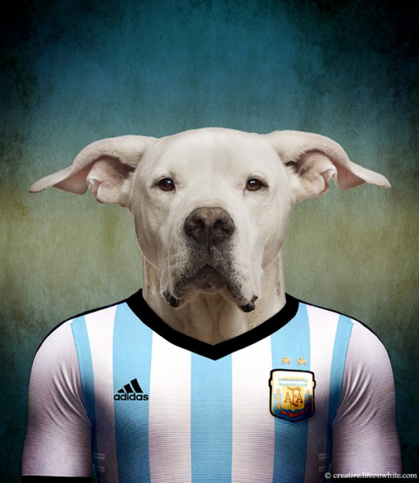 Argentine : Dogue argentin