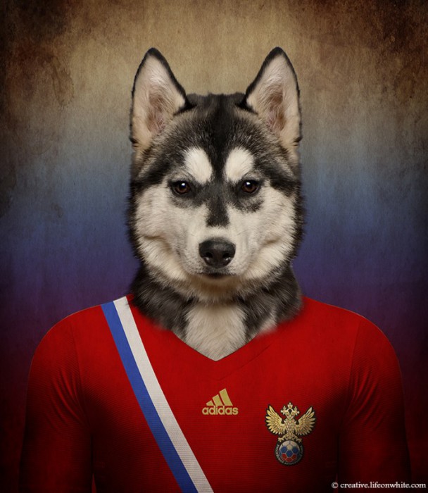 Russie : Husky sibérien