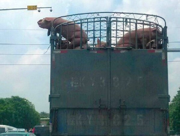 evasion-cochon-camion-abattoir-720x546