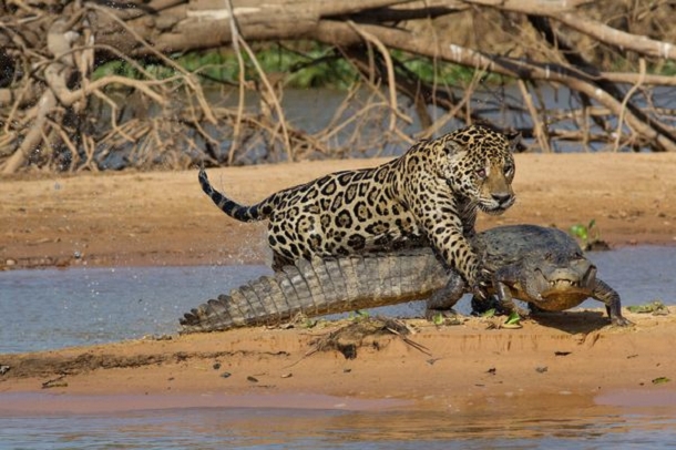jaguar-attaque-crocodile-3
