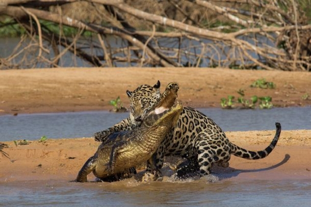 jaguar-attaque-crocodile-4