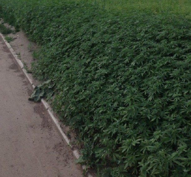 plantes-cannabis-russie-2-720x666