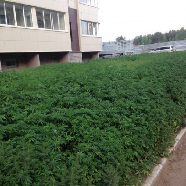 plantes-cannabis-russie-3-720x721