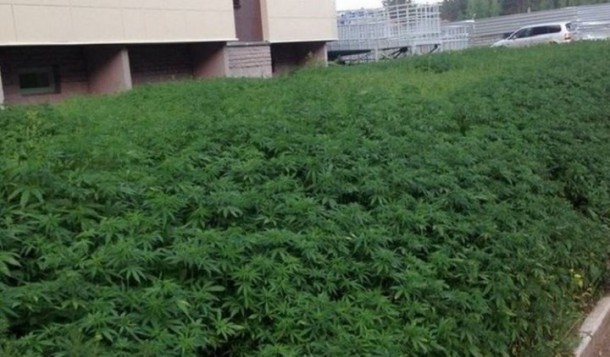 plantes-cannabis-russie-720x422