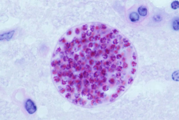 toxoplasma-gondii