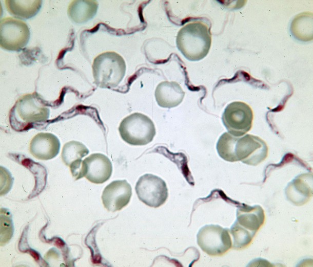 trypanosoma-brucei