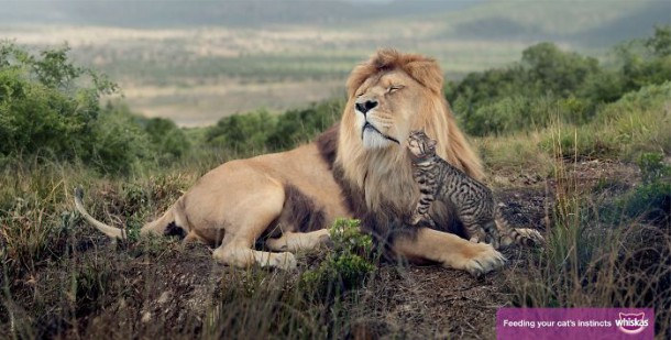 whiskas nourrit votre instinct de chat (2)