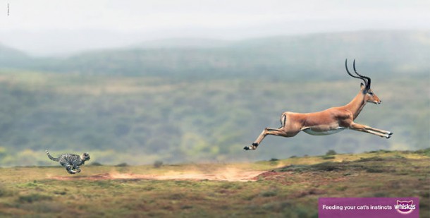 whiskas nourrit votre instinct de chat