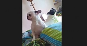 bouledogues dansent