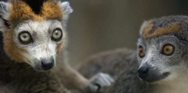7546100-naissance-exceptionnelle-de-quatre-lemurs