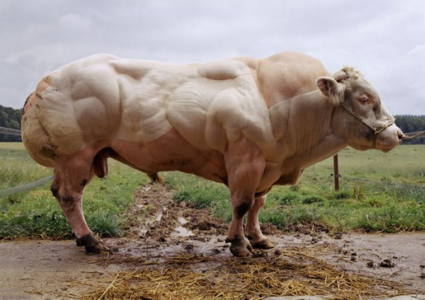 Un taureau né sans "myostatin", proteine qui tient compte de la croissance des muscle . Ici les muscles ont évolué sans restriction.
