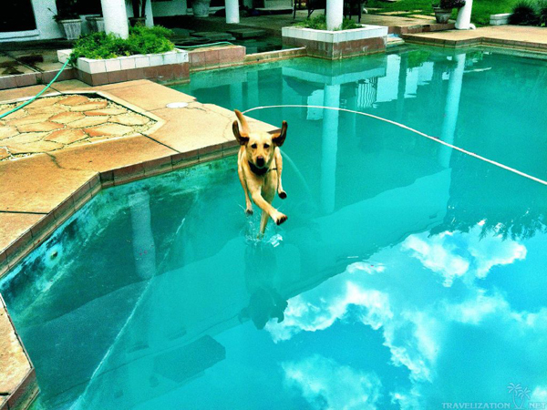 chienpiscine