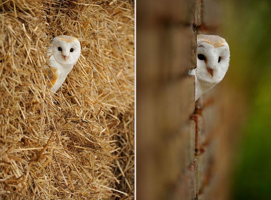 cute-animal-photography-edwin-kats-13