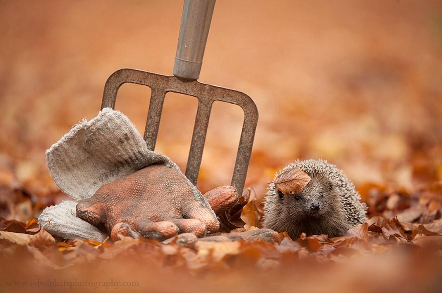 cute-animal-photography-edwin-kats-3