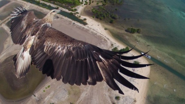 eagle-960x540-810x455