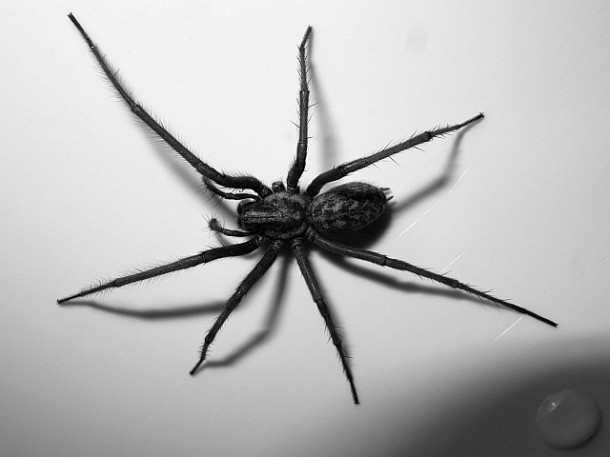 exterminateur-araignee-montreal