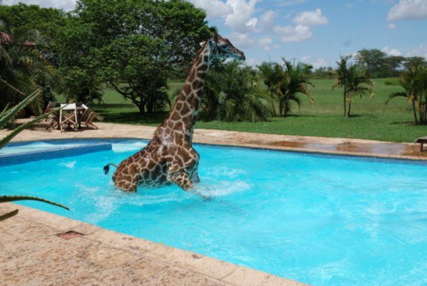 girafes-piscine