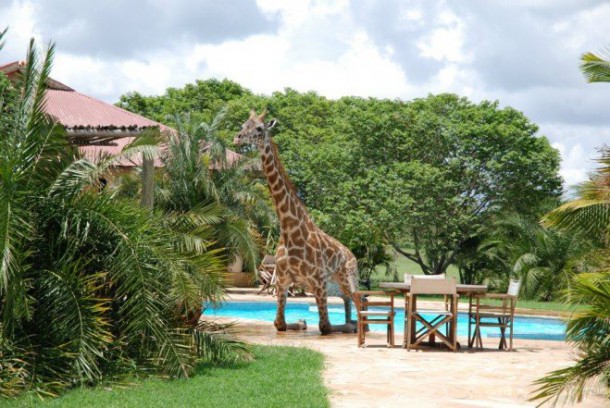 girafe-piscine-2-659x441