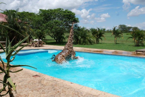 girafe-piscine-5-659x441-610x408