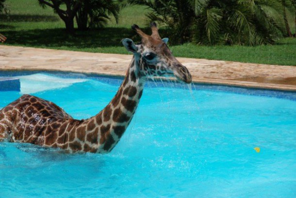 girafe-piscine-6-659x441