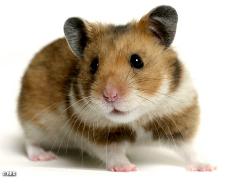 hamster1