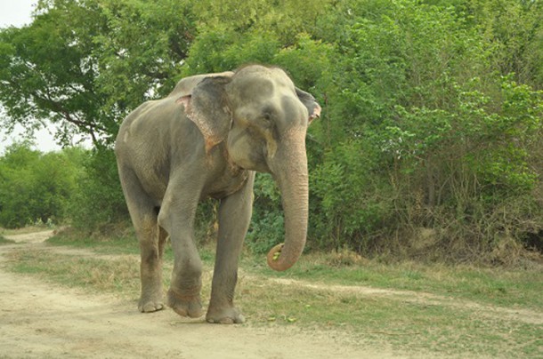 raju-elephant-prisonnier-3