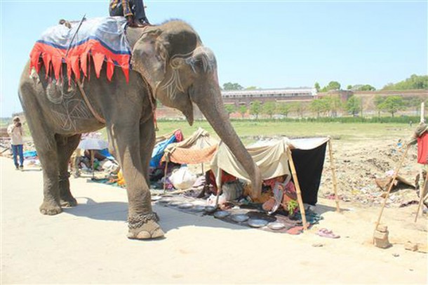 raju-elephant-prisonnier-6