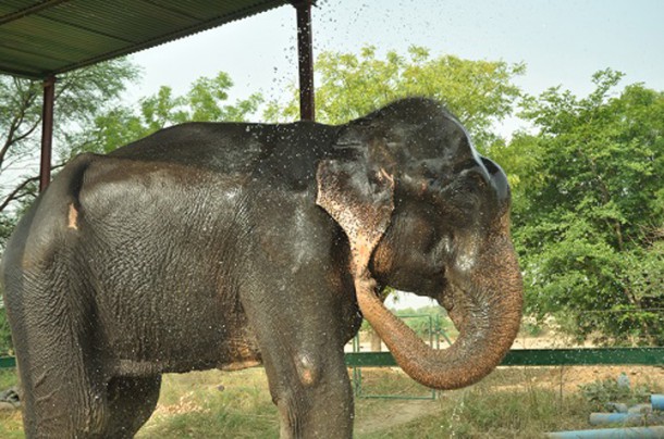 raju-elephant-prisonnier